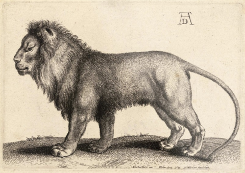 Leeuw. Tekening door W. Hollar naar A. Dürer, 1649. Teylers Museum Haarlem