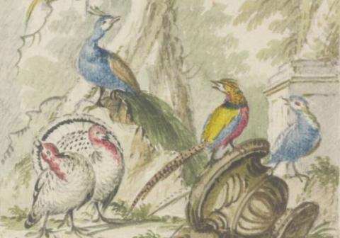 aquarel van kalkoenen, fazanten, pauwen en papegaaien door J.A. Daman te Middelburg
